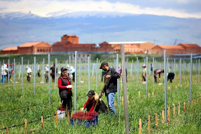 1-Day tour to Aragatsotn Wine region and Wine Route. - First Stop: Armenia Wine and a Two-Hour Introduction